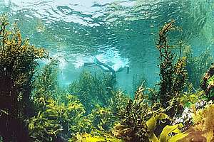 snorkel adventure under the Natural Bridge