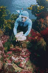 snorkeldiver finds paper nautilus shells