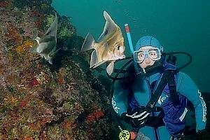 pair of long-finned boarfish