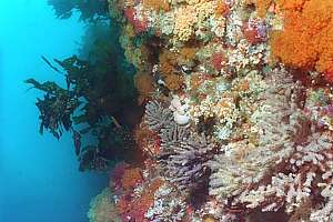 bushy bryozoan firs and mauve gorgonean fans