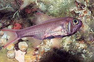 slender roughy (Optivus elongatus)