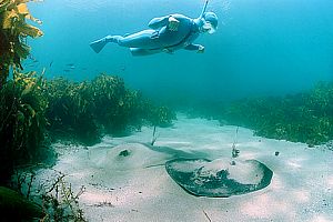 longtailed stingrays (Dasyatis thetidis)