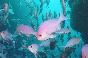 pink maomao (Caprodon longimanus)