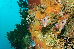 male and female butterfly perch