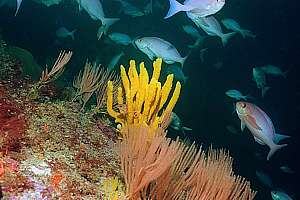 yellow antler sponge, beadlet coral and pink maomao