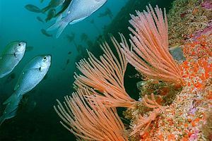 beadlet coral  (Primnoides sp.)