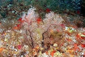 hydroid trees (Solanderia sp.)