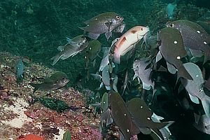 female Sandagers wrasse cleaning demoiselles