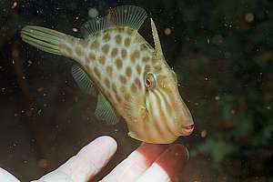 young leatherjacket (Parika scaber)