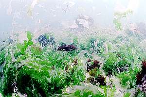 rotting sea lettuce