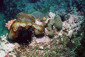 smothered grey ancorina sponge (Ancorina alata)