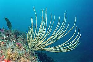 thin finger sponge (Callyspongia ramosa)