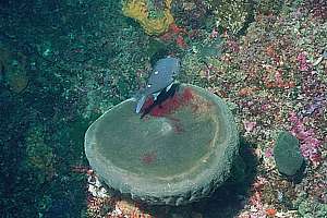 grey toilet sponge (Geodina regina)