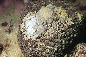 sick grey nipple sponge (Polymastia sp.)