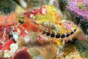 blue-dot triplefin (Notoclinops caerulepunctus)