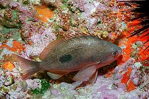 female butterfly perch (Caesioperca lepidoptera)