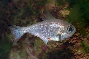 young bigeye (Pempheris adspersis)