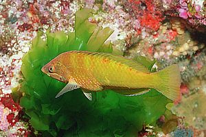 female orange wrasse (Pseudolabrus luculentus)