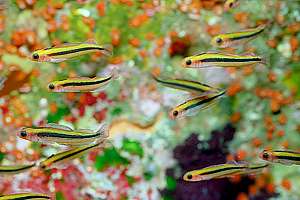 schooling triplefin (Obliquichthys maryannae)