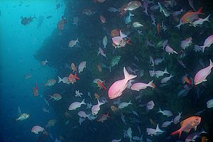 a caleidoscope of coloured fish