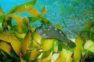 banded wrasse (Notolabrus fucicola)