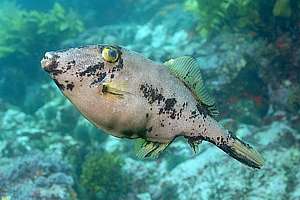 leatherjacket with black skin disease