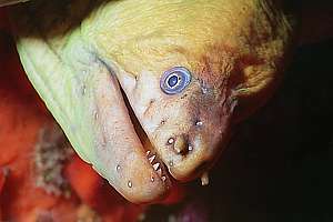 yellow moray eel (Gymnothorax prasinus)