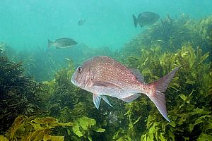 Snapper (Pagrus auratus)