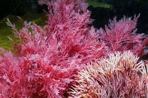 In the background (Plocamium costatum) and in the foreground Melanthalia abscissa