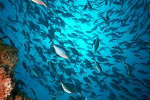 school of trevally (Pseudocaranx dentex)