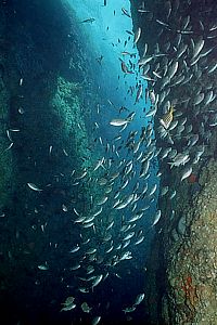 young fish in Long Cave