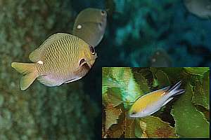 one-spot demoiselle (Chromis hypsilepis) and yellow demoiselle (Chromis fumea)