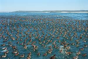 Buller shearwaters (Puffinus bulleri)