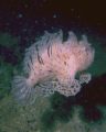 Zebra Frogfish swimming