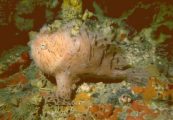 Zebra Frogfish