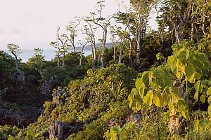 wind-beaten coastal forest