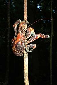 a young coconut crab