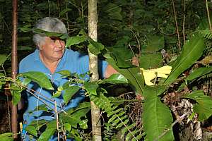 Misa shows edible sprouts of an epiphyte