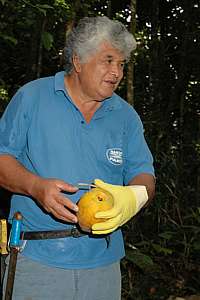 Papaya for catching birds and for a snack