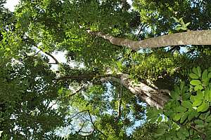 tall trees over a dark forest