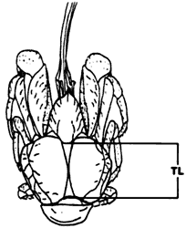 how Thoracic Length is measured