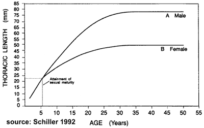 coconut crab growth curves