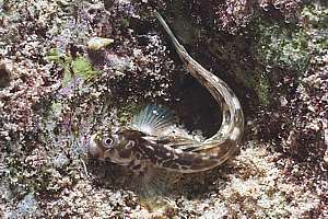 rock skipping blenny