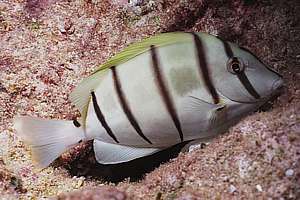 convict tang Acanthurus triostegus