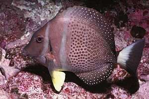 speckled tang Acanthurus guttatus