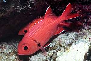 white-tipped soldierfish (Myripristis vittata)