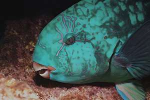 sleeping parrot fish