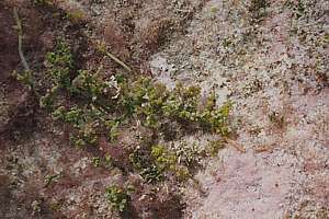 visible seaweeds usually spread with runners