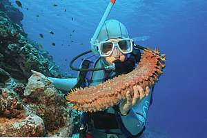 large armoured sea cucumber Thelenota ananas