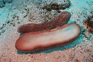 slipper mushroom coral Herpolitha sp